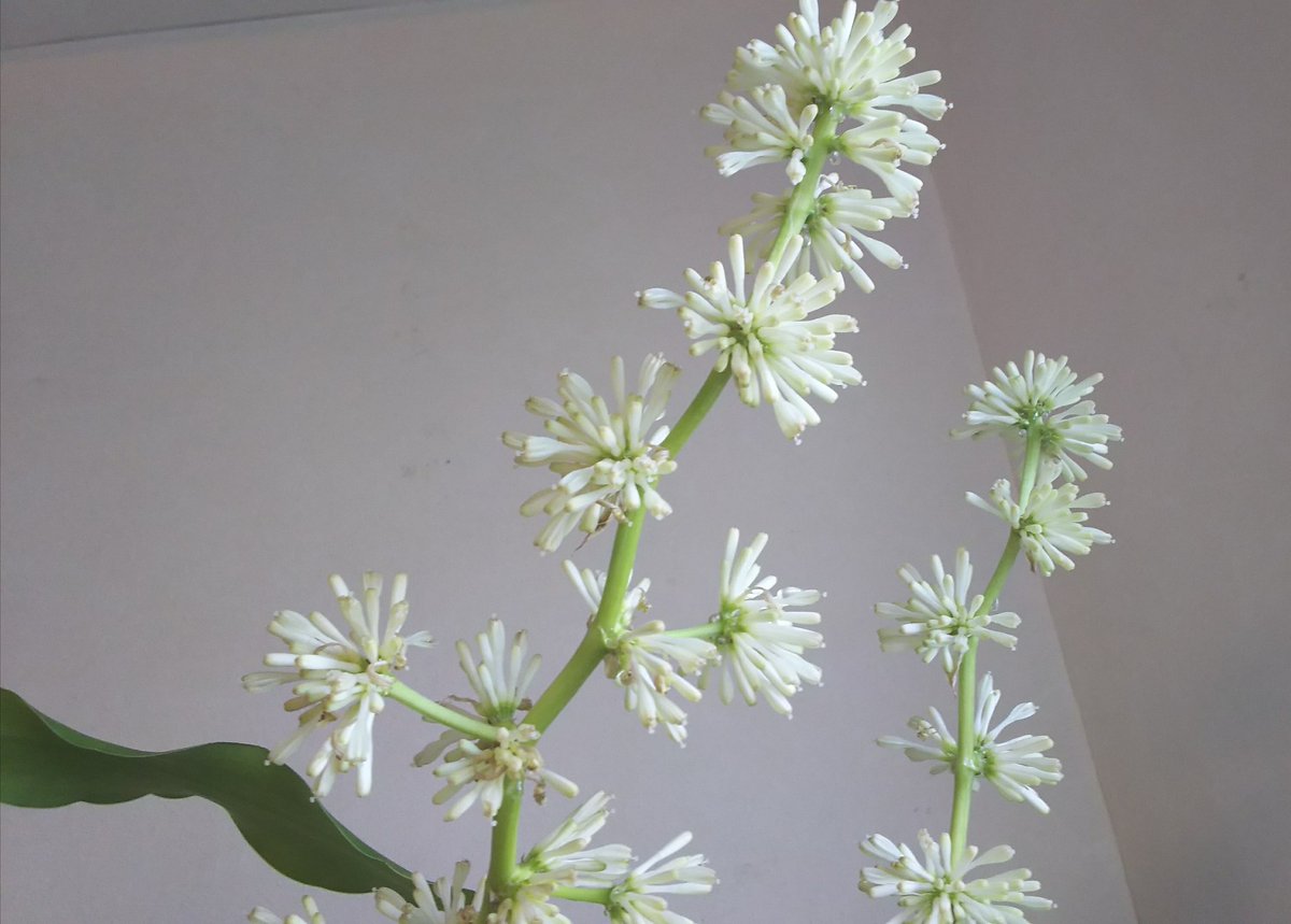 こんばんは🌃 
レンタルサロンの  ドア横の
ドラセナ（幸福の木）の花が、今週は 夜になる と甘い香りがして開き、朝になると閉じます。
ネイリストの「motanail」さんから始まり  整体の難波先生、神戸のヒーラー 荒川先生と（クライアント様共々）今週は、良い気の流れかしら🎵