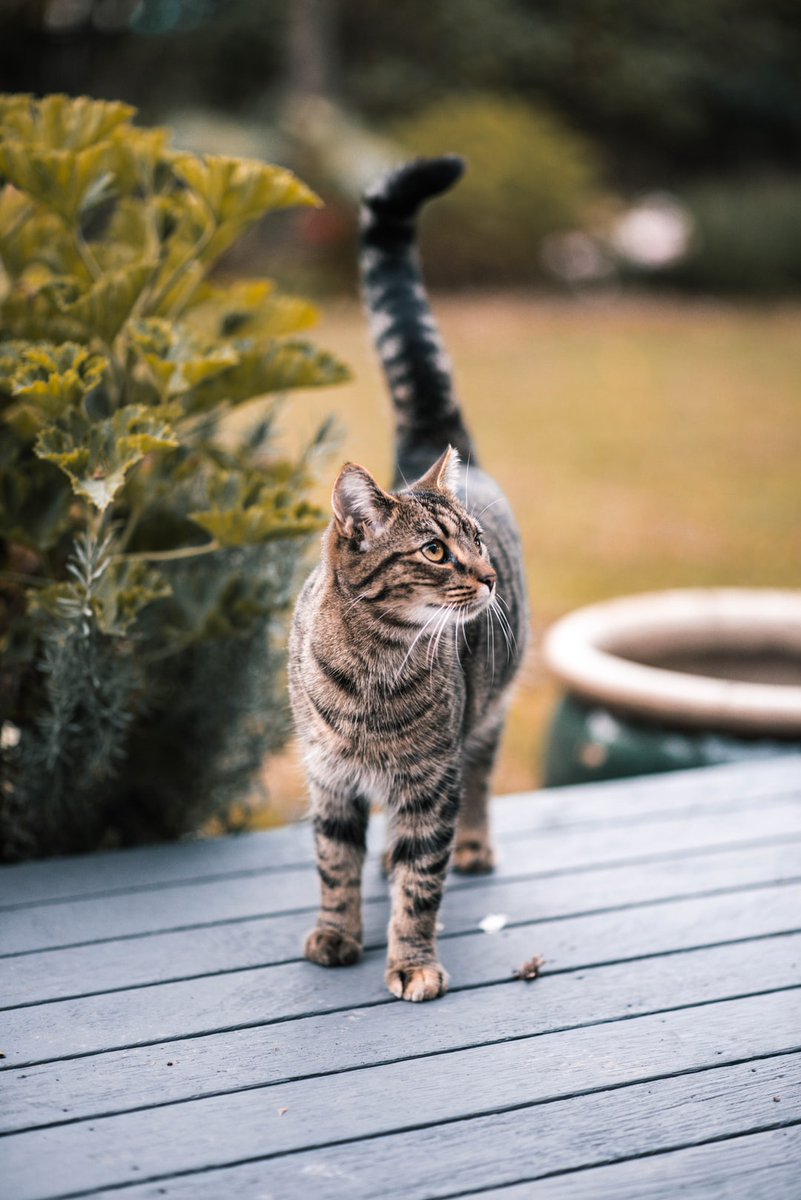 Random Kitties tweet media
