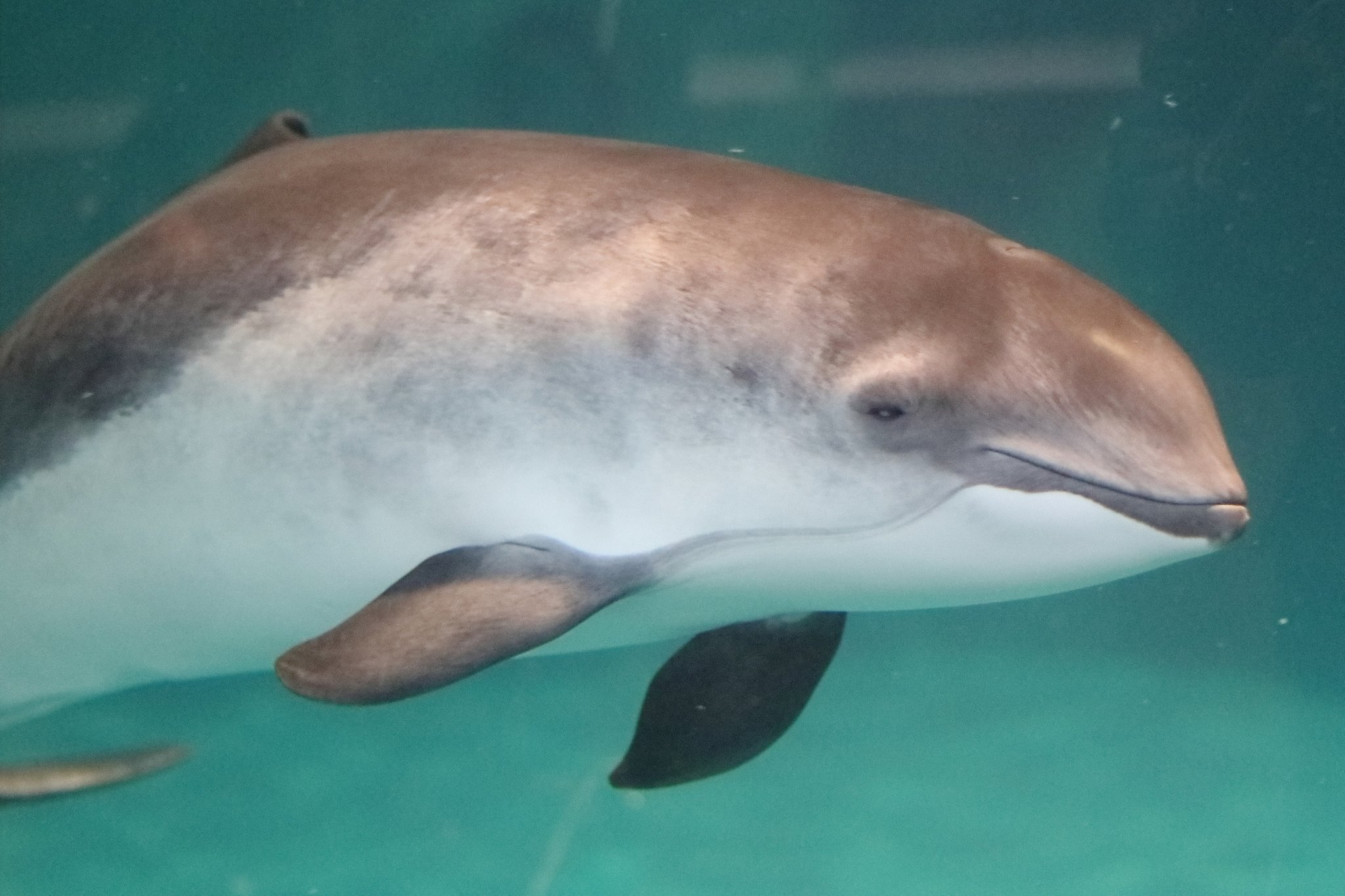 ネズミイルカ Twitter Search Twitter