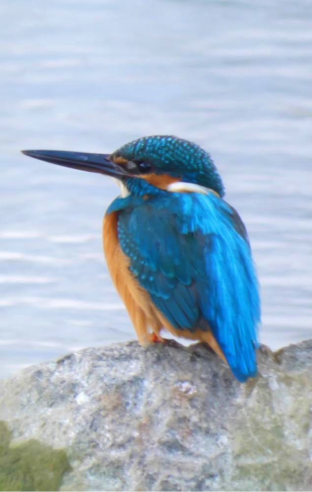 鳥を撮る大学生 En Twitter 渾身のカワセミショット Part 2 カワセミ コンデジ Dcfz85 野鳥撮影 野鳥観察 T Co 27gghfcaxk Twitter