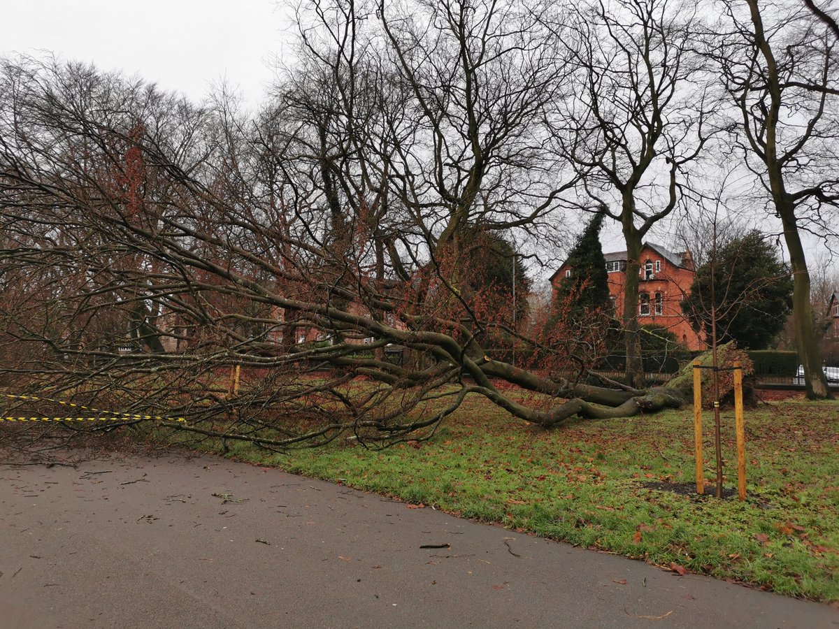 Latest tree down in the park. Thanks for your kind service, old friend.