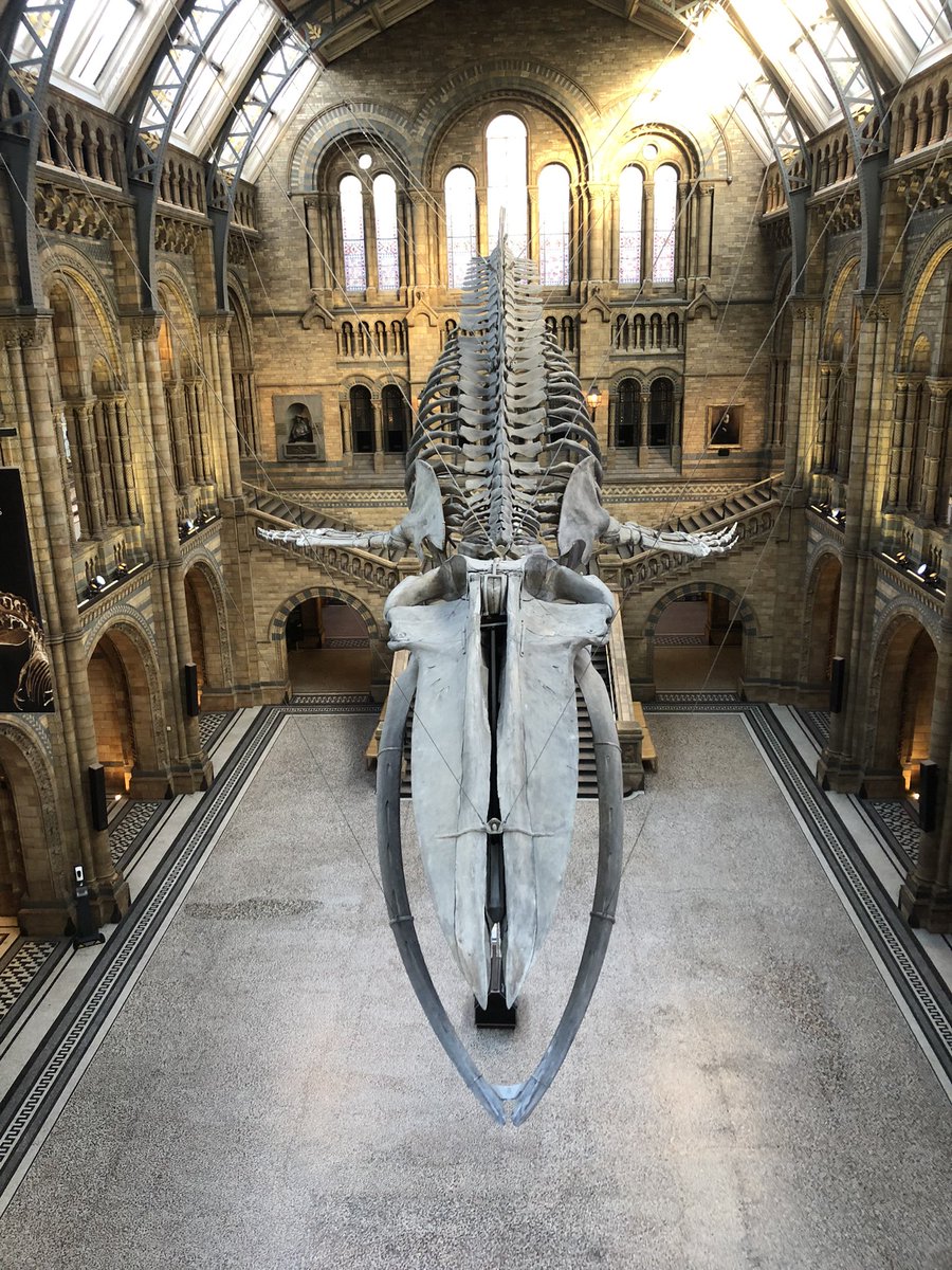 PierceinScience's tweet photo. Last skills Friday with @London_NERC_DTP, I’ve had a whale of a time 🐋🐋🐋 https://t.co/Xjq1qO0R12