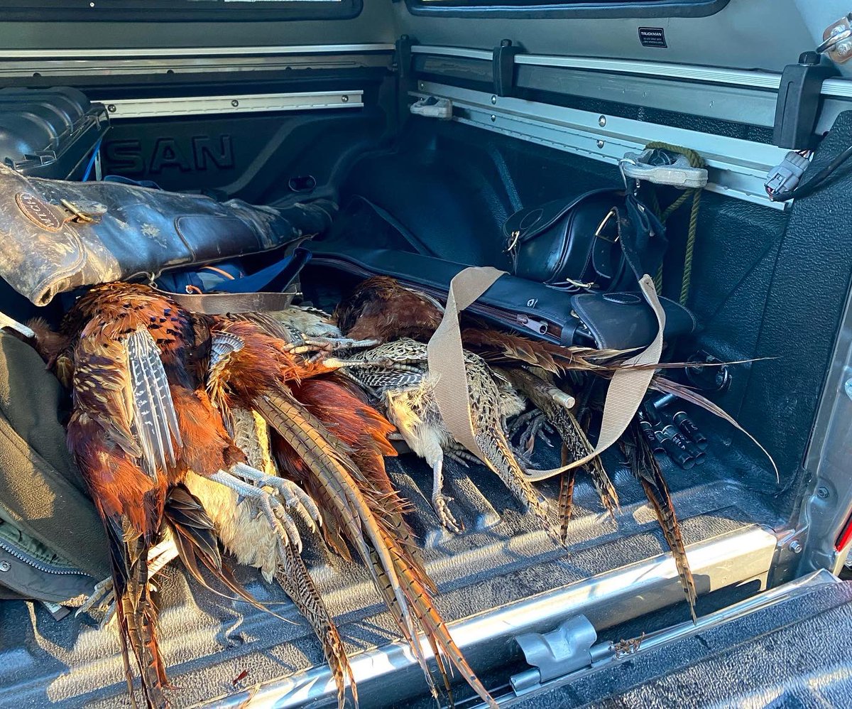 Shawy_salarfish's tweet photo. A great day on the pheasant & partridge with this fine @FenwayLabradors Fern. All birds for the table, feathers go to a local artist for hat, wreath creations & also for salmon & trout flies. #fieldtofork #eatwhatyoushoot #workinglabrador #gameshooting @Beretta_1526 @GameboreUK https://t.co/zLBFl36crT