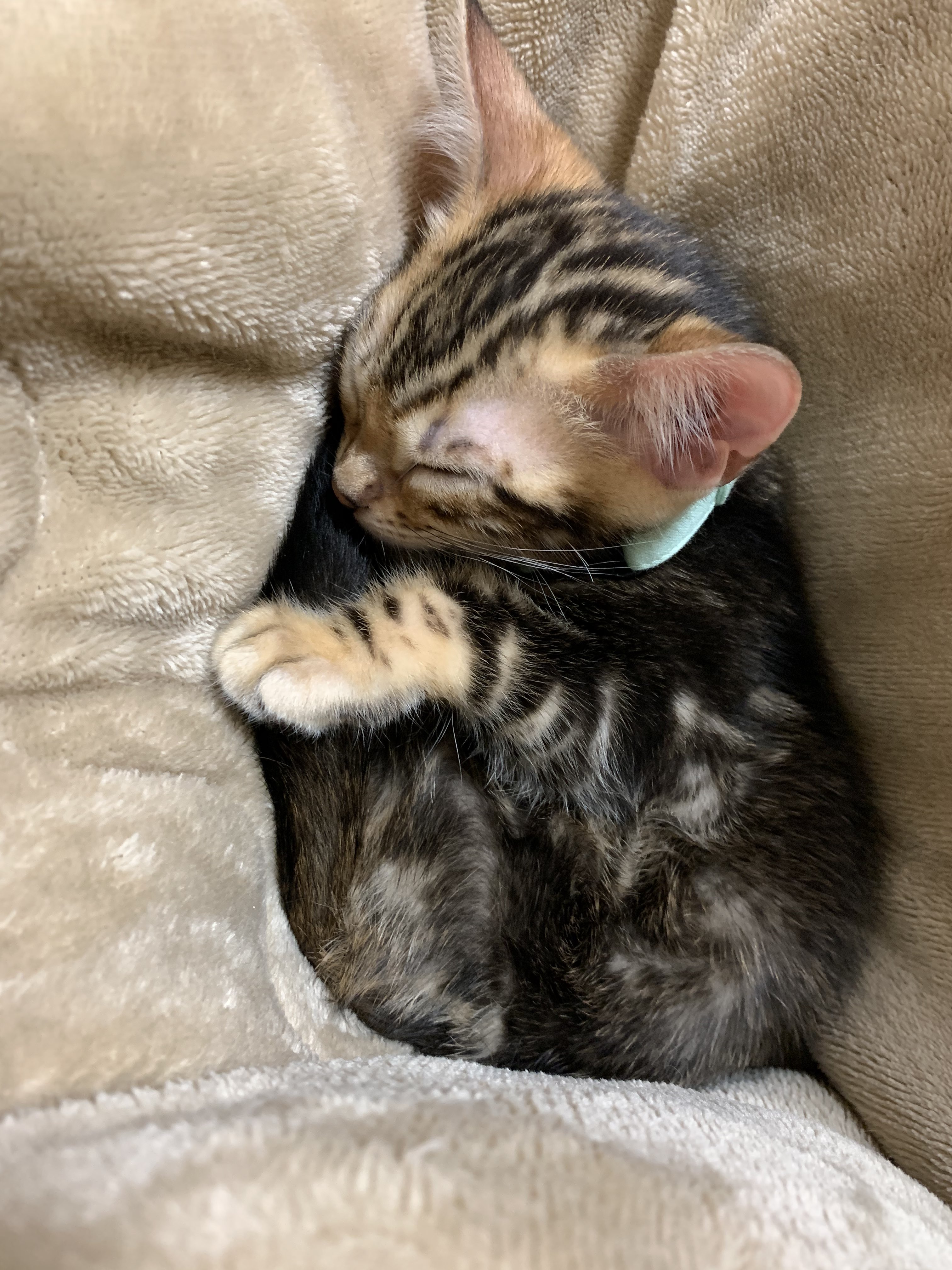 ぽすん 猫のいる暮らし ベンガル猫 そして寝る 寝子だもん 子猫ってこんなに体温高いねんなー足が熱いくらいにあったかい 笑 T Co Oeoaoivepu Twitter