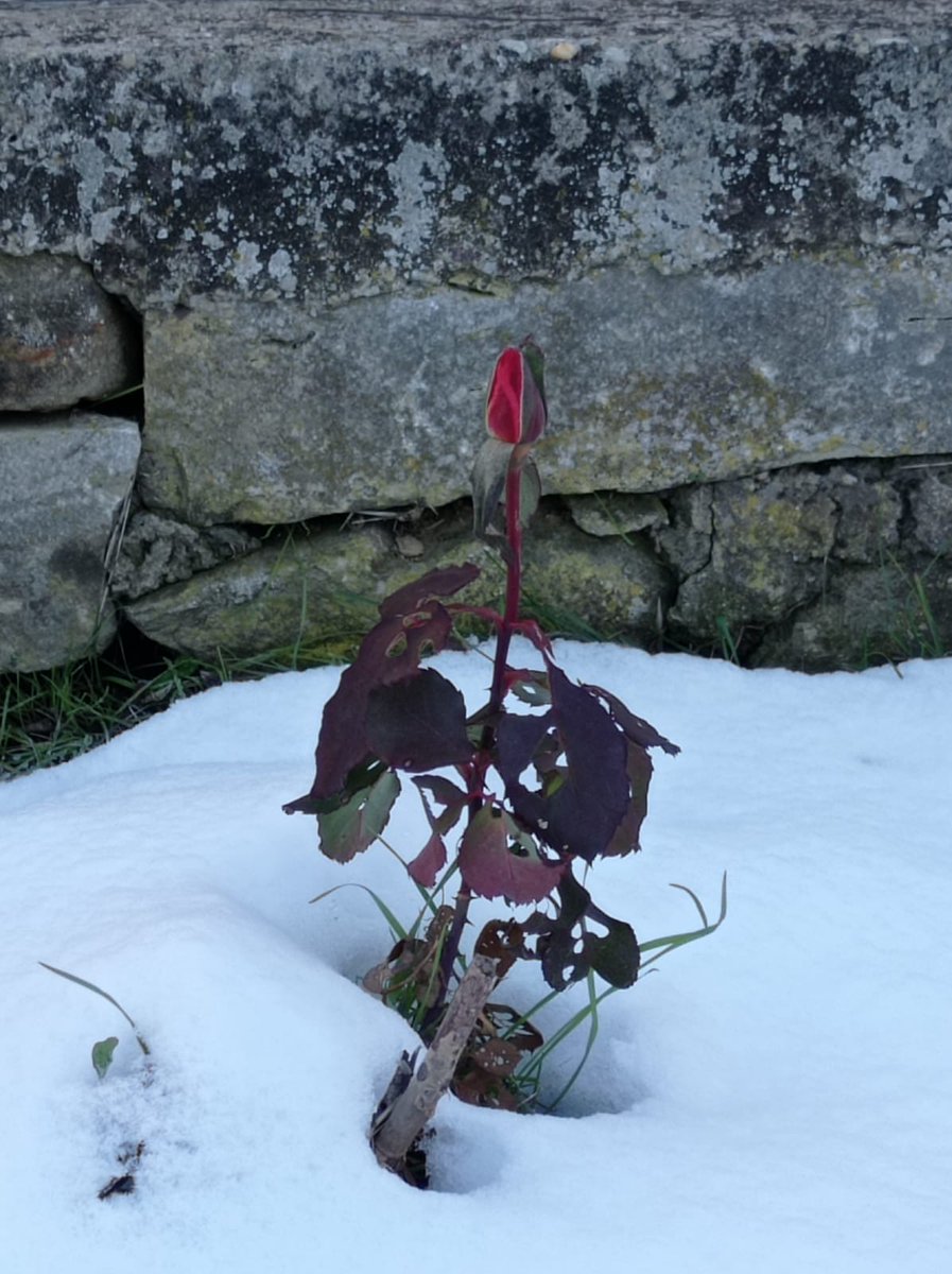 Last rose of the year. 🥰 I doubt it will fully bloom now with the snow on the ground, or will it??? #winterrose #Piemonte #Italy