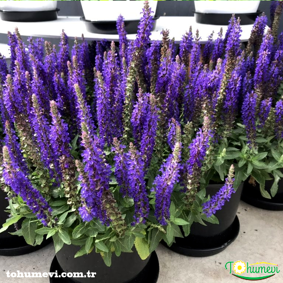 tohumevi's tweet photo. 🌺Ürün Adı: Selvia oficinalis Tıbbi Adaçayı Tohumu
🌱Tohum Adeti: 50 ADET
💵Fiyatı: 6 TL
💸Kapıda ödeme seçeneği
Kredi Kartı İle Ödeme Seçeneği
☎️Sipariş Hattı Whatsapp: 0 (542) 214 79 29
https://t.co/lb2J3PTeSi https://t.co/0D0Z95rAsz