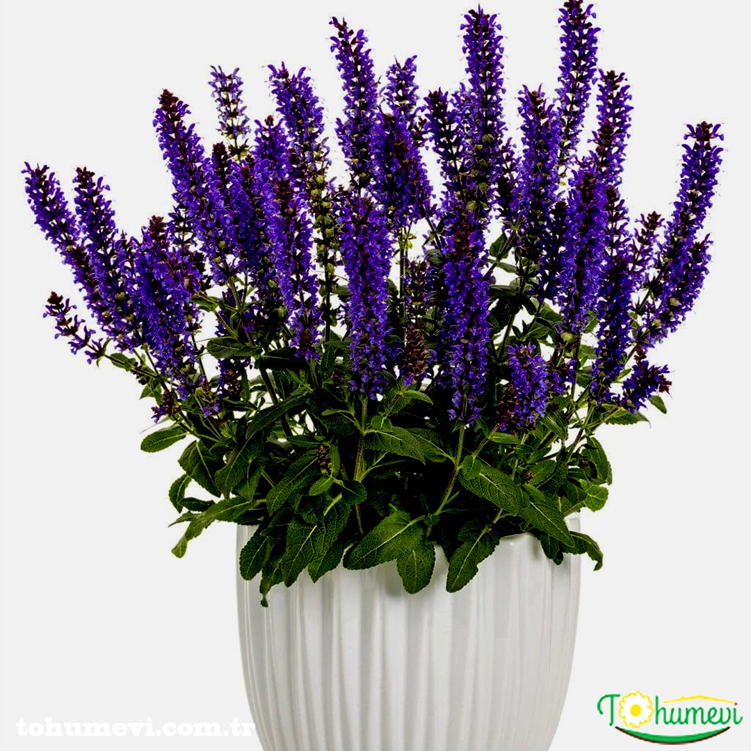 tohumevi's tweet photo. 🌺Ürün Adı: Selvia oficinalis Tıbbi Adaçayı Tohumu
🌱Tohum Adeti: 50 ADET
💵Fiyatı: 6 TL
💸Kapıda ödeme seçeneği
Kredi Kartı İle Ödeme Seçeneği
☎️Sipariş Hattı Whatsapp: 0 (542) 214 79 29
https://t.co/lb2J3PTeSi https://t.co/0D0Z95rAsz