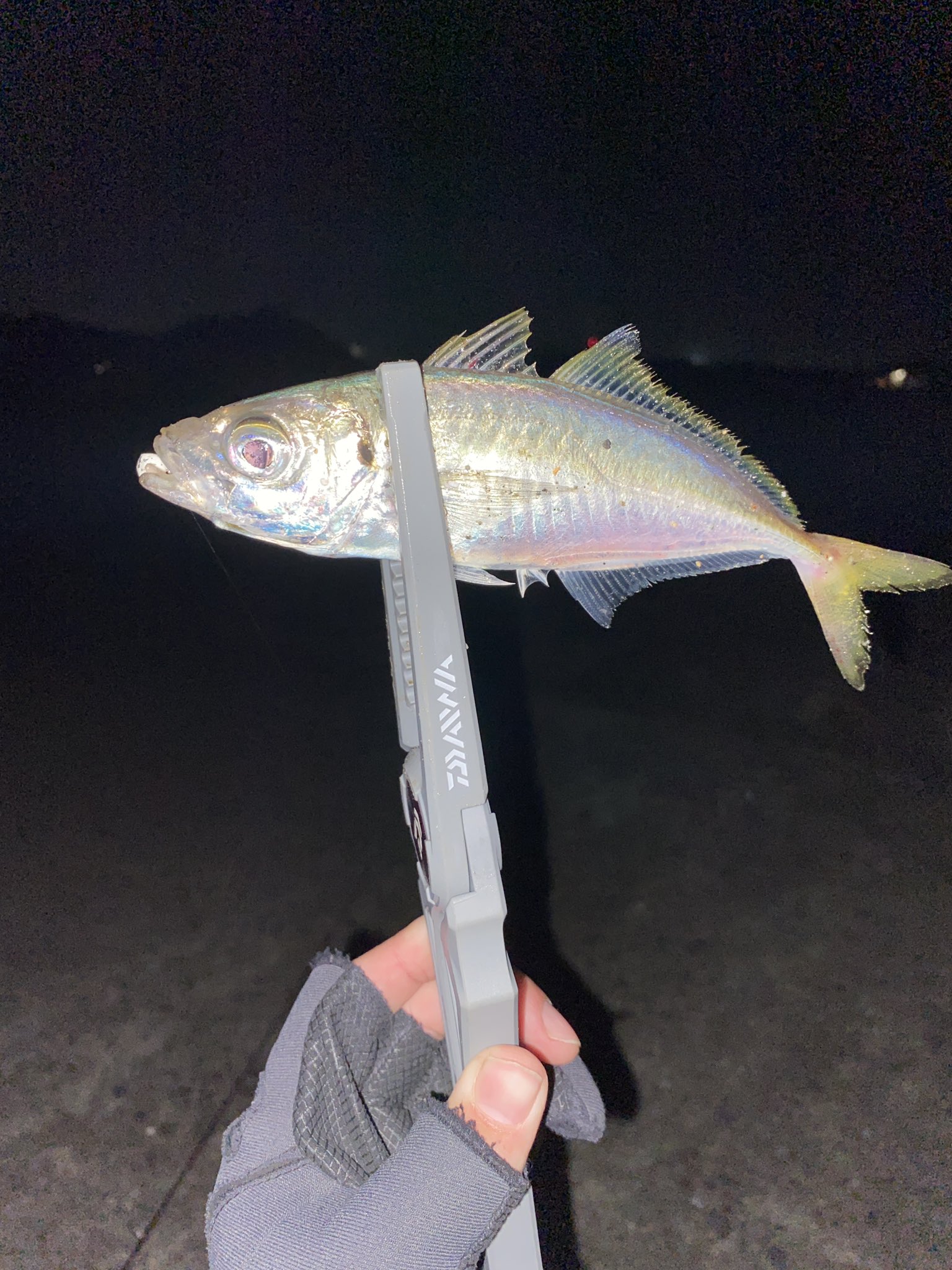 ショア吉 延岡港アジング 延岡でもアジ釣れますよ アジング 釣果 宮崎 延岡港 T Co G3sk5lx8sq Twitter