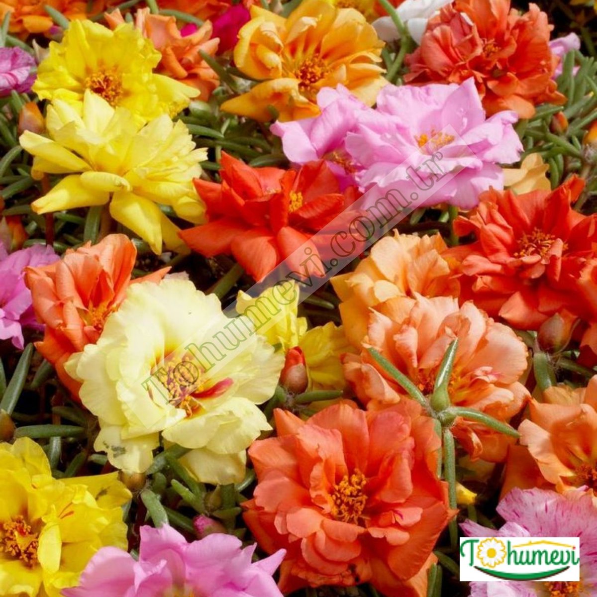 tohumevi's tweet photo. 🌺Ürün Adı: Portulaca grandiflora Katmerli İpek Çiçeği (Kedi tırnağı) Tohumu
🌱Tohum Adeti: 50
💵Fiyatı: 6 TL
💸Kapıda ödeme seçeneği
Kredi Kartı İle Ödeme Seçeneği
100 TL Üzeri Siparişlerde Kargo Bedava
☎️Sipariş Hattı Whatsapp: 0 (542) 214 79 29
https://t.co/JhGJX0TxC4 https://t.co/YxGKrgev3w