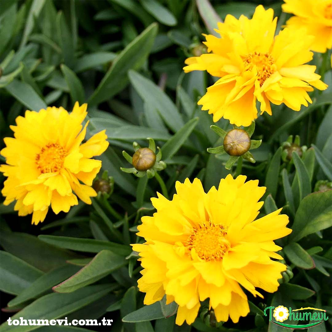tohumevi's tweet photo. 🌺Ürün Adı: KOREOPSİS ( Sarı Kız gözü Çiçeği Katmerli ) Tohumu
🌱Tohum Adeti: 150
💵Fiyatı: 6 TL
💸Kapıda ödeme seçeneği
Kredi Kartı İle Ödeme Seçeneği
100 TL Üzeri Siparişlerde Kargo Bedava
☎️Sipariş Hattı Whatsapp: 0 (542) 214 79 29
https://t.co/BDL5b3Z1ZB https://t.co/K3V4BRyLGj
