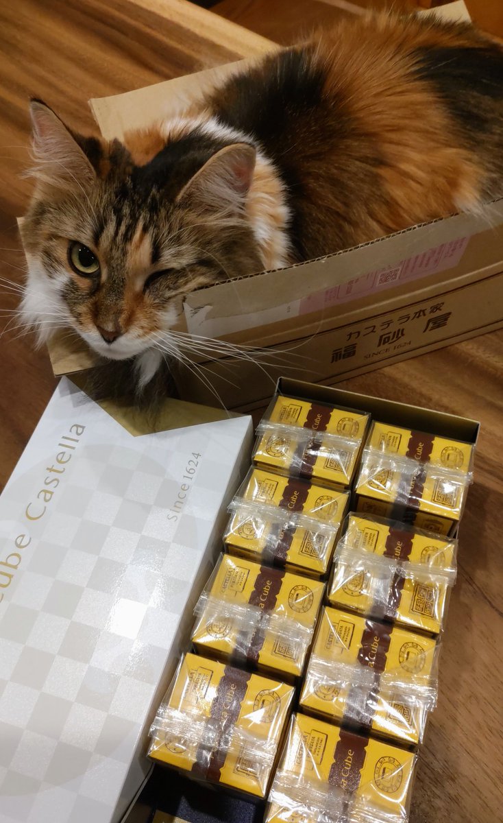 AnchovyT's tweet photo. #福砂屋 のオシャレなカステラ！😊
が入ってた箱に
無理矢理入るうちのこ🐈‍⬛
#ねこのいる暮らし https://t.co/nUZ3L0PQHi