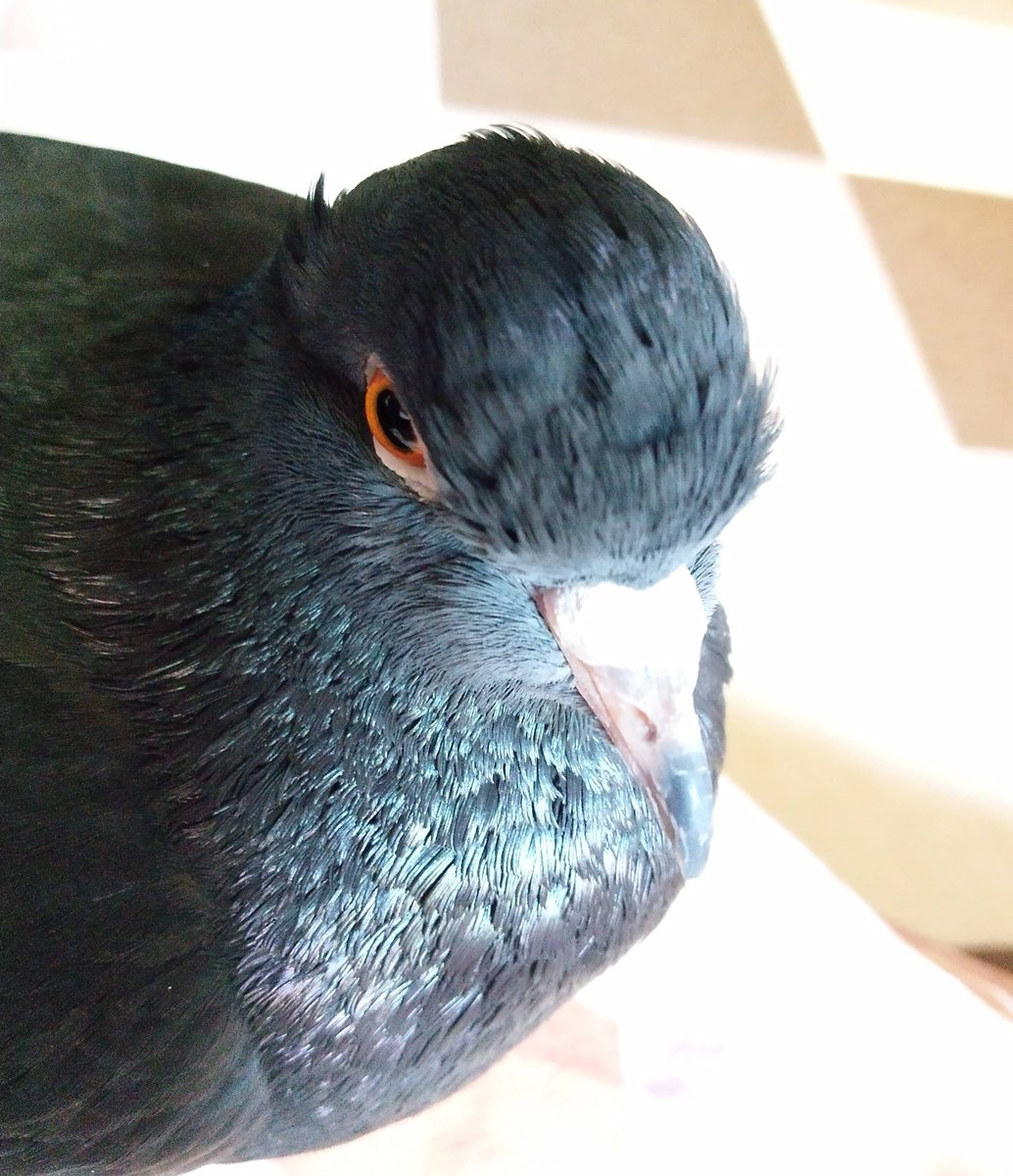 🕊🐢スライムが好き🐌🪲🇺🇦 tweet media