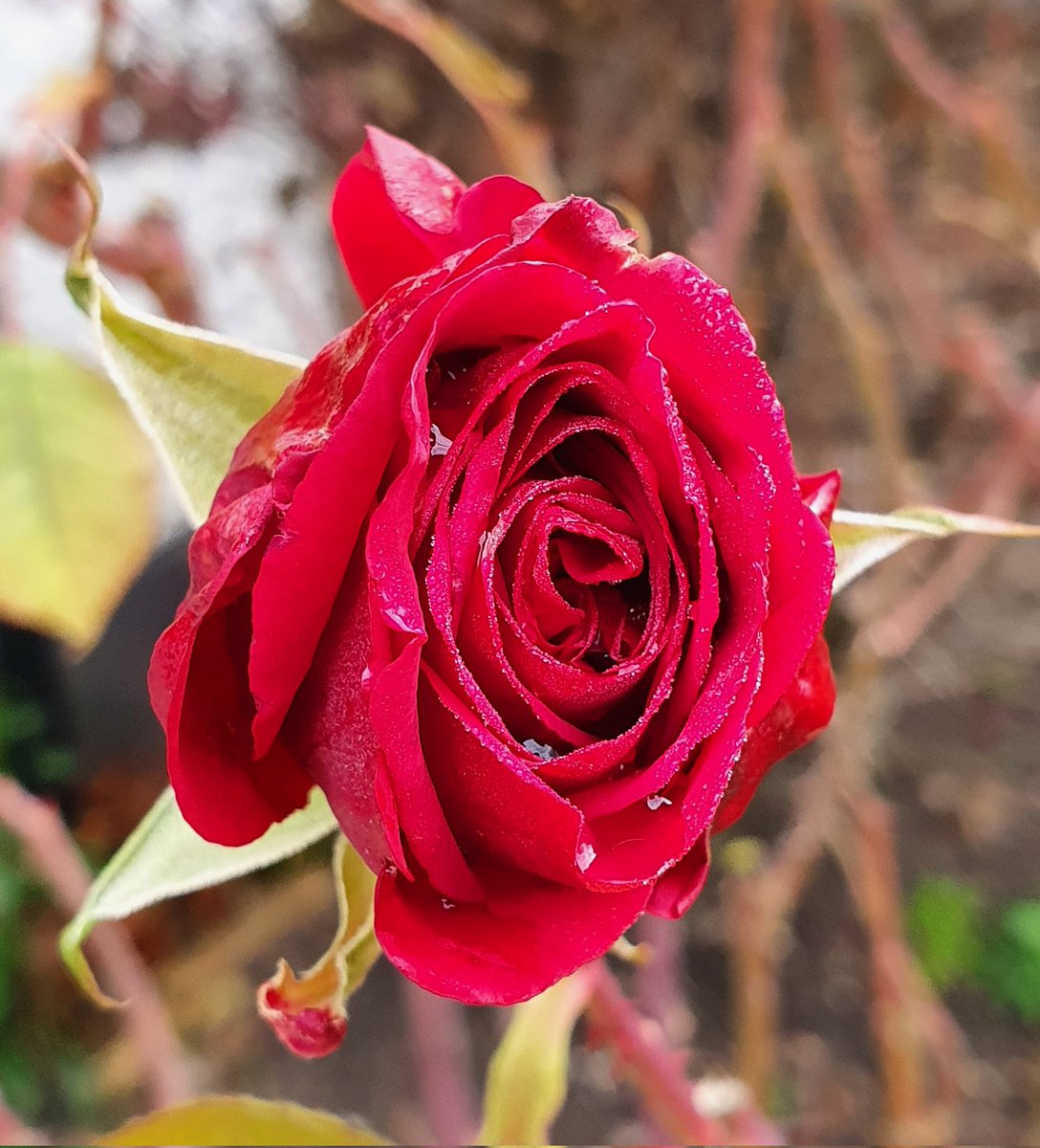Our last rose of the season is touched with frost this morning  <a href="/Thunderfairy/">Thordis</a>
