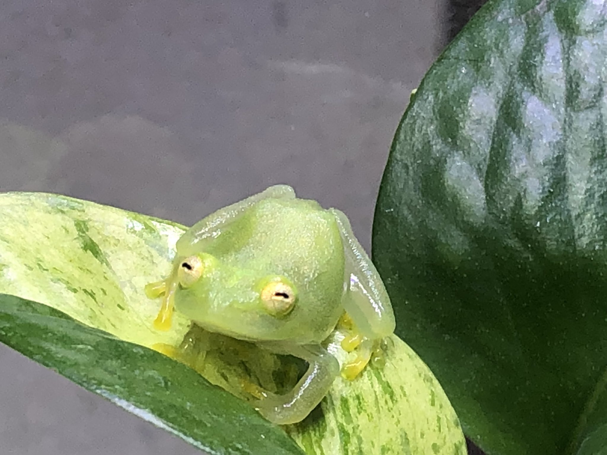 100 正規品 フライシュマンアマガエルモドキ ツリーフロッグ グラスフロッグ カエル 両生類 爬虫類 両生類 Asat Edu Ph