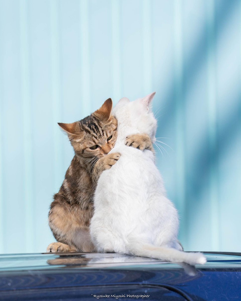 ryostory1124cat's tweet photo. ぎゅーっからのデコちゅー
しろねこちゃんは落とされました🥺
#猫 #猫写真 #子猫 #東京カメラ部 https://t.co/SOIneMBRHp