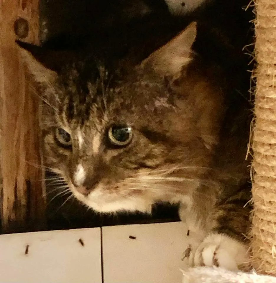 RomneyCats's tweet photo. Pet birthday or re-homing date coming up? Why not celebrate their special day & help the #RomneyHouse #cats at the same time by making a donation or asking friends and family to support our charity? https://t.co/pj5oSBxJqb https://t.co/HNqKCw08oa
