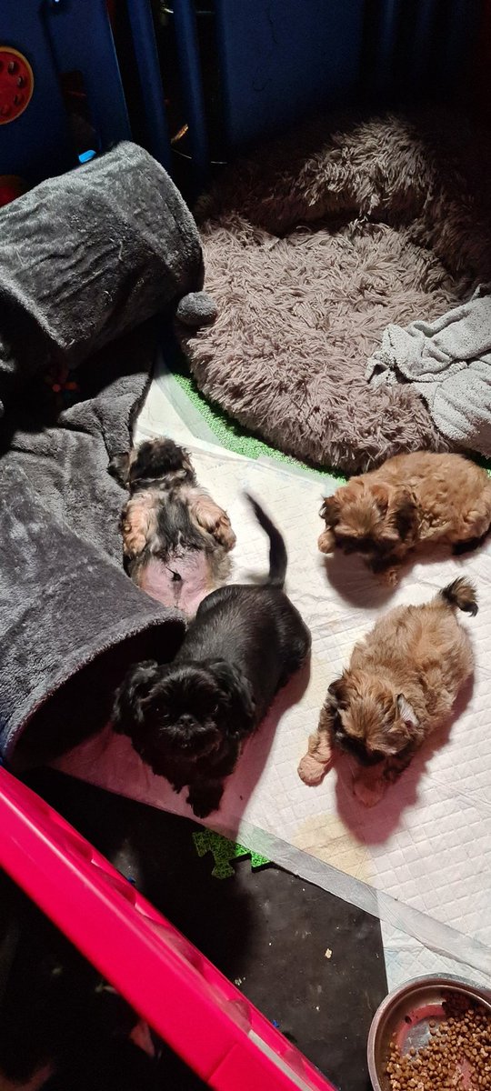 DylanexB's tweet image. I don't care I am always #chill #shihtzu #happypuppy #Happiness #love #puppy #chester