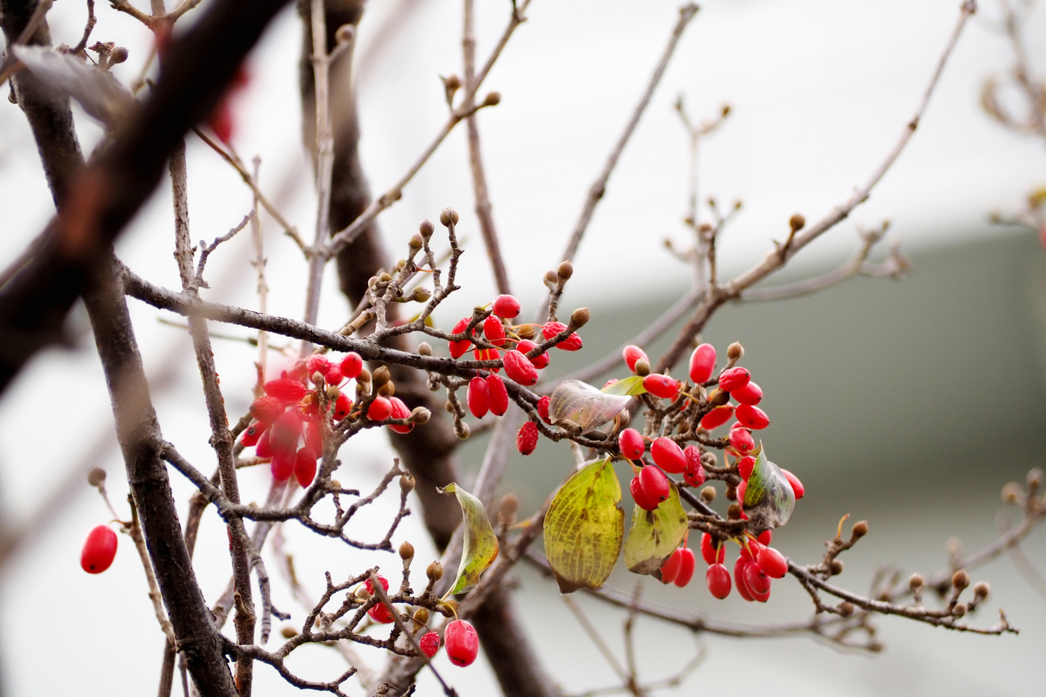 553 Pa Twitter 何の木だろう グミの木 南天ではなさそう 調べたらグミの木の実は食べられるらしいです T Co H1wapye7kg Twitter