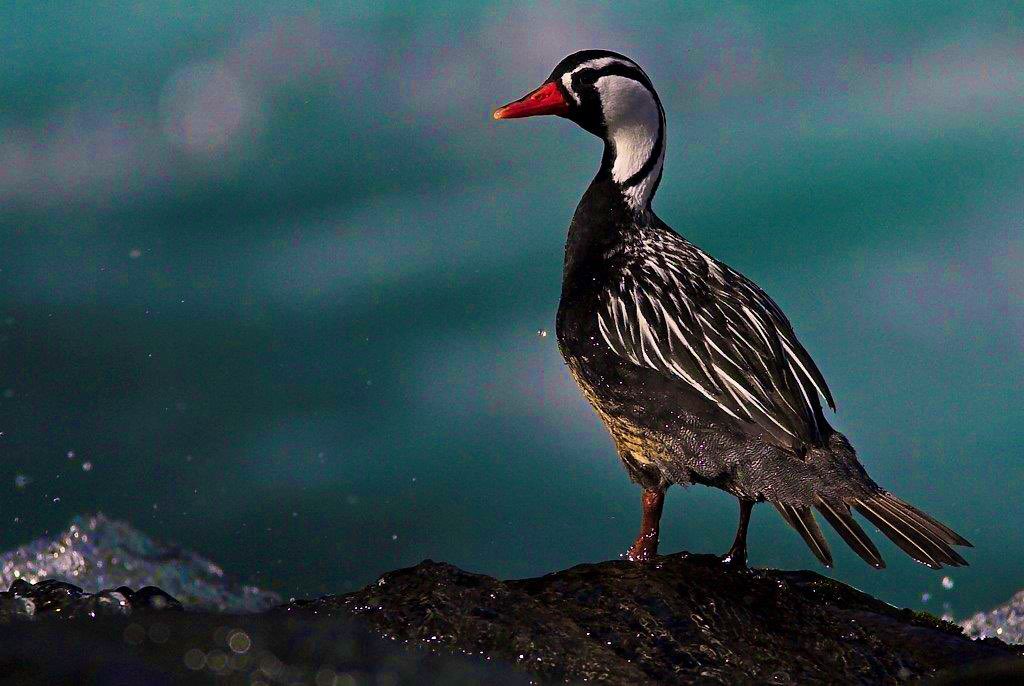 Más animales y aves que puedes observar en Torres del Paine 😍:
- Puma 
- Pájaro Carpintero
- Pato Cortacorrientes