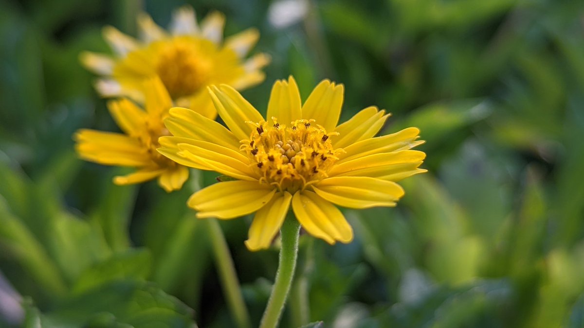 Pixel6Pics's tweet photo. Flowers on the pro

#teampixel #Pixel6Pro https://t.co/BXkJYSsYOP