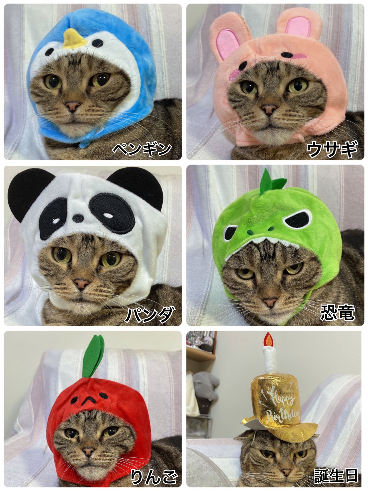 ペット帽子 Twitter Search Twitter