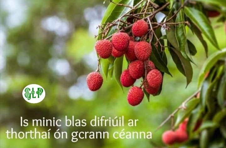 GaeilgeP's tweet photo. Is minic blas difriúil ar thorthaí ón gcrann céanna #toradh #blas #clann #difriúil #seanfhocal #gaeilge #gaeilgelepád #glp https://t.co/c95AcXHd0T