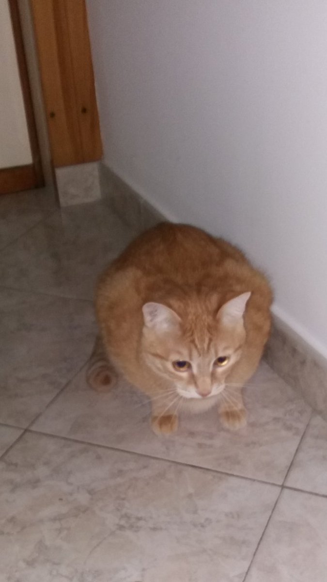 donata_accogli's tweet photo. Il colpevole é lui #wanted🐱😤 Sembra innocuo ma #diffidate😂 https://t.co/ZbRkVWG364