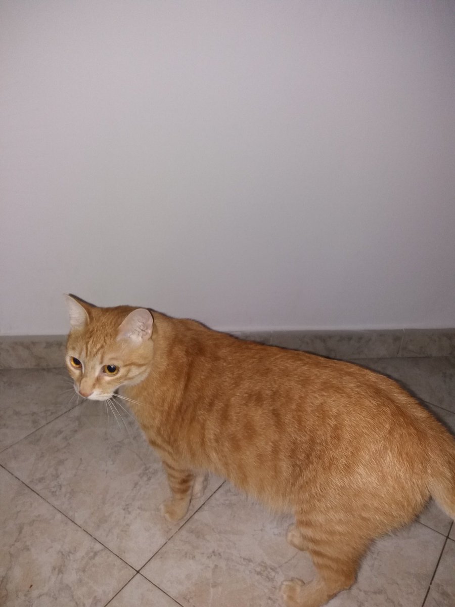 donata_accogli's tweet photo. Il colpevole é lui #wanted🐱😤 Sembra innocuo ma #diffidate😂 https://t.co/ZbRkVWG364