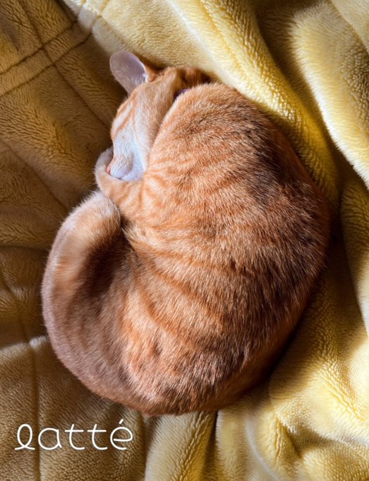 W W むぎゅー Docteur Wading Fr