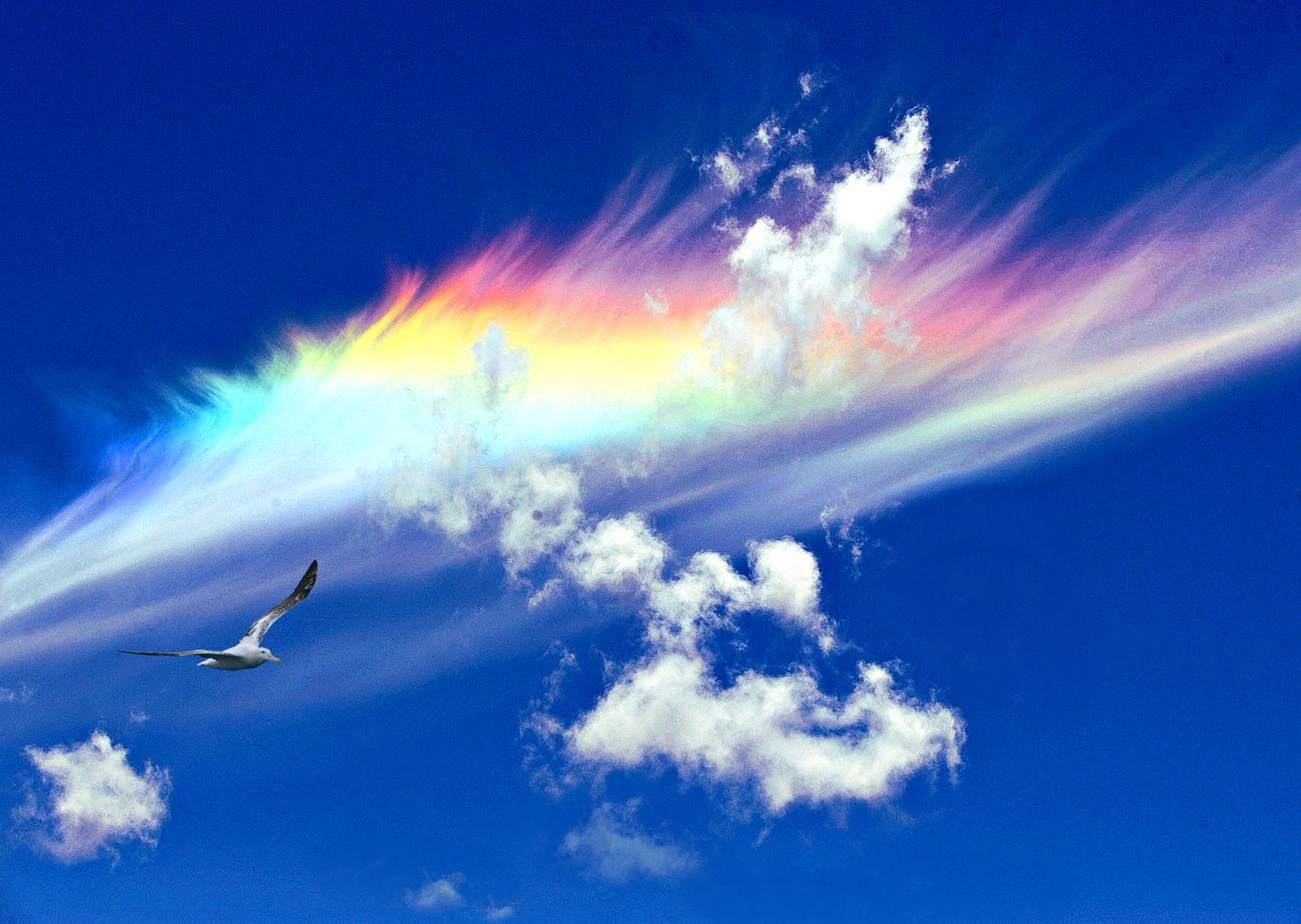 GalacticAlbatrX's tweet photo. A Fire #Rainbow graces the sky. The circumhorizontal arcs form when the sun shines through wispy high-altitude cirrus clouds of #ice #crystals. Its light refracts through the ice #prisms turning the cloud into a rainbow. The #WanderingAlbatross enjoyed this firey light show. https://t.co/2r0f23pRWC