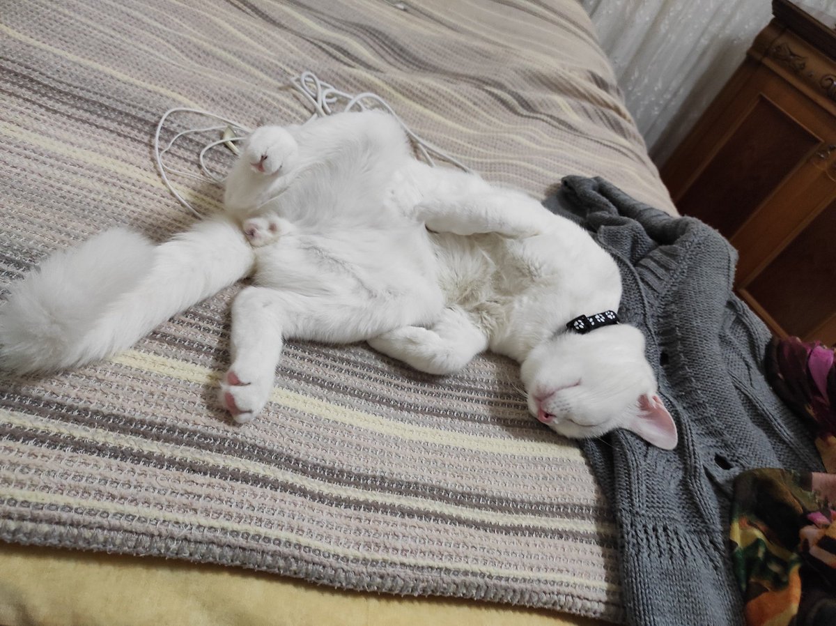 Loki'yi okula-kreşe göndermek istiyorum gün boyu böyle uyuması sinirlerimi bozuyo yokmu iligilenen 😅