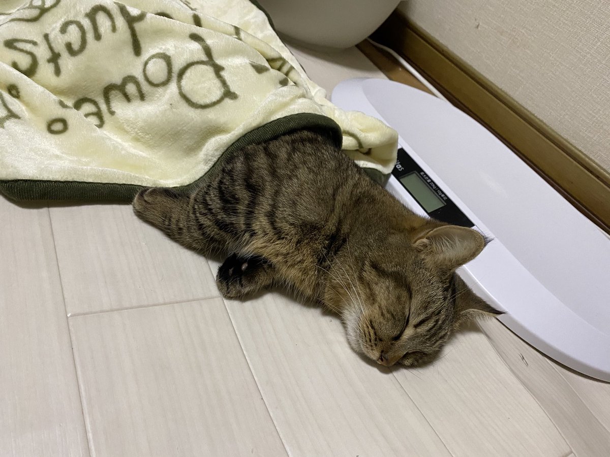 typeR5ooo's tweet photo. B型の猫ちゃんがいる病院が見つかり、輸血させてもらいに行ってきました。
しかし同じB型にも合う合わないがあり、凝集反応が出てしまった為、輸血ができませんでした。

もう一度、B型の猫ちゃんを探すのを手伝って頂きたいです。
もう、時間がないんです。
拡散お願いします！！
助けてください！！ https://t.co/8kNiHwwJ13