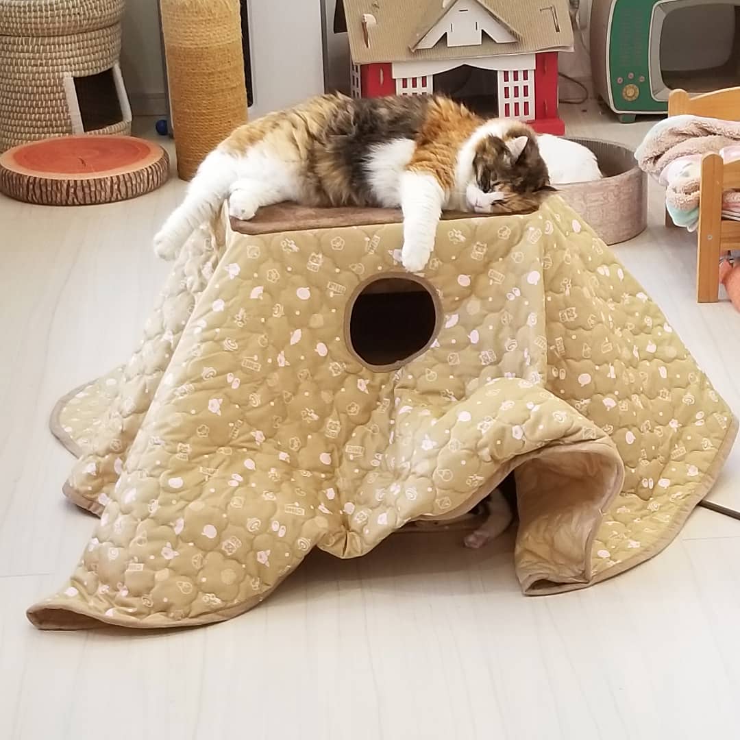 猫カフェnya Go にゃーご 公式 Since Twitter