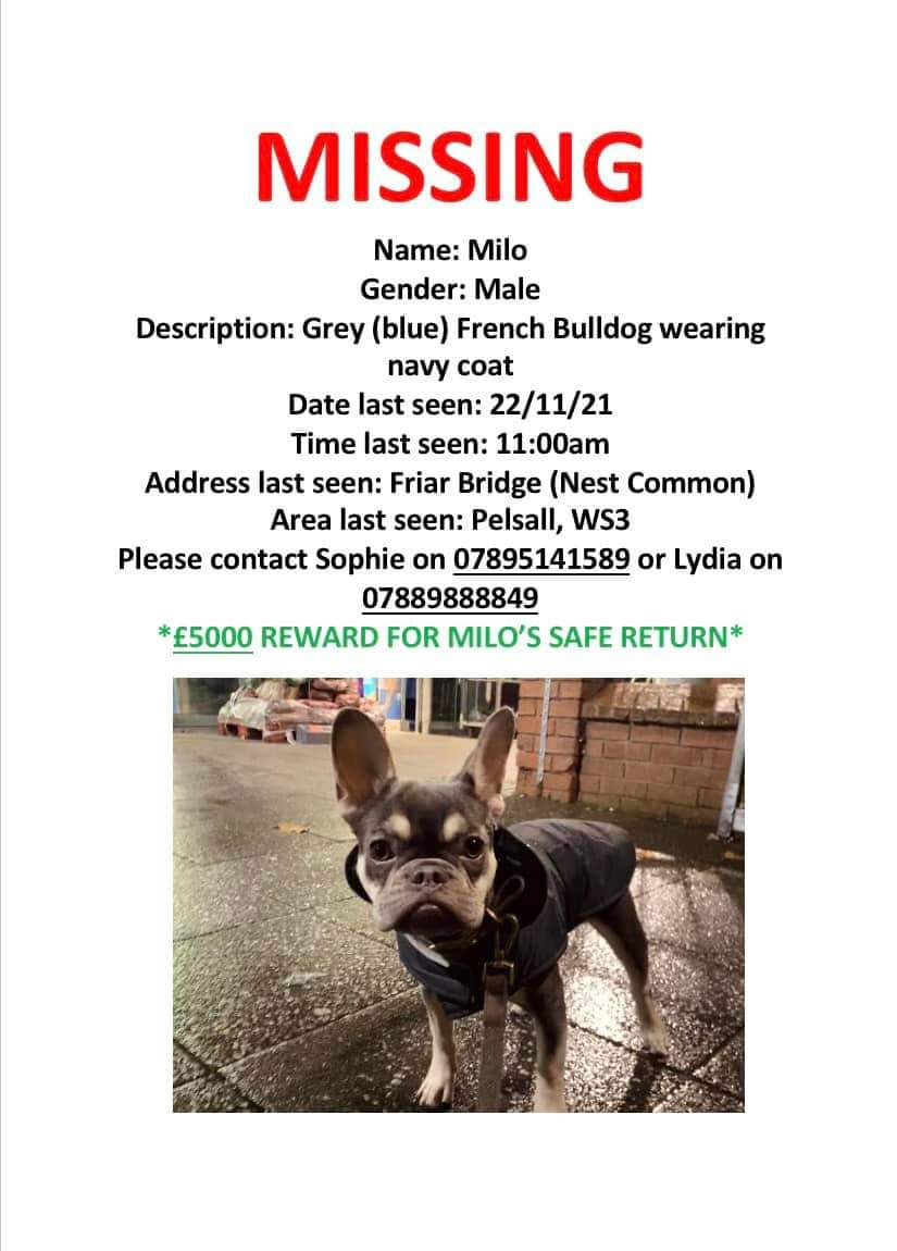 tashmason23's tweet photo. Please help get milo home. His family are heartbroken #bringmilohome #milosarmy #toohottohandle #milo #frenchbulldog https://t.co/j3h3LTSi0U