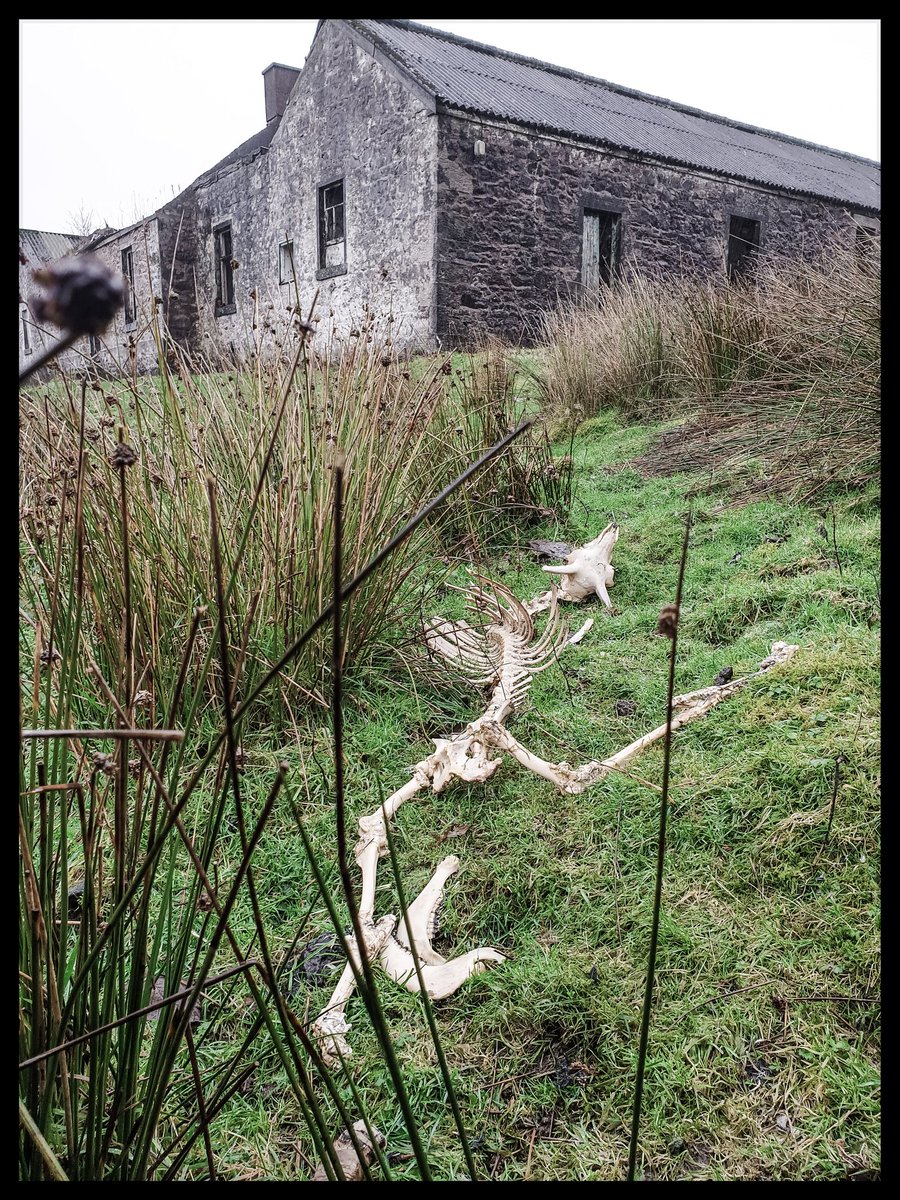 TheCemetress's tweet image. Spent the day on the moors...
π€π€π€
#MyWutheringHeights
#DragonCarcass
#HauntinglyBeautiful
#HauntMe
