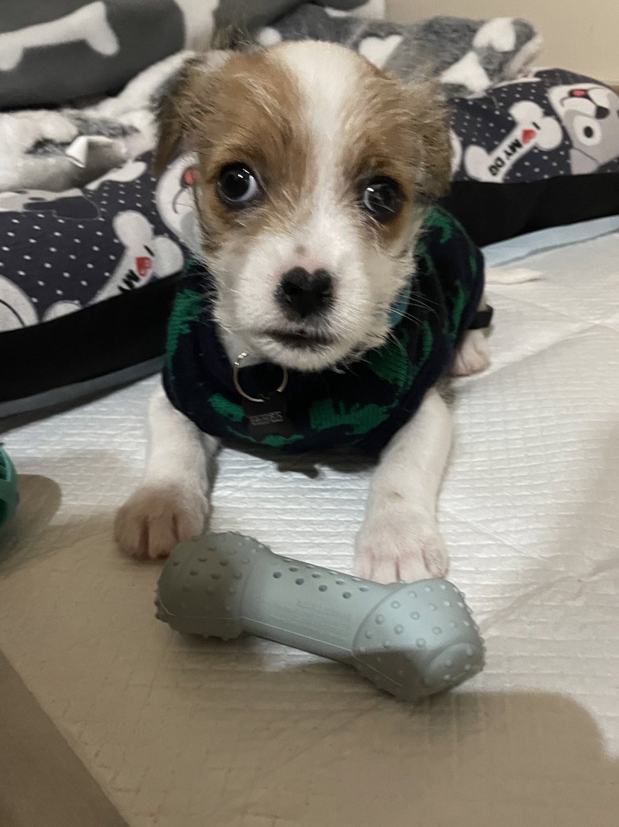 Adri_GG's tweet photo. @dog_rates can you rate my baby? 🤣😍 he was that crossed-eyes rescue thin puppy who was found at mere hours of being born in a plastic bag. After a week with is he’s the hyperactive beast of the right. https://t.co/qagyWaQTBz