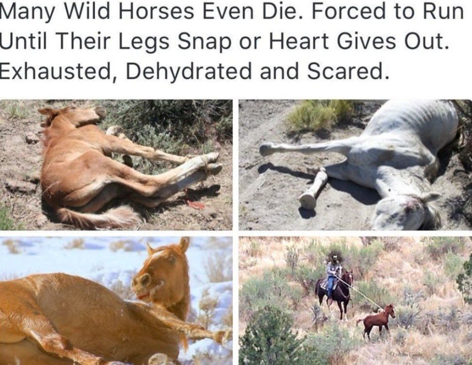 PhaedraXTeddy's tweet photo. @JohnAdams715 @POLITICSandFUN Well good news 4 @POLITICSandFUN, #ContractWorkingDogs got left behind in #Kabul &amp; #BidenAdministration is holding largest #Wildhorse removal in world history,  #Biden is increasing monkey imports by 30 million. 
Great to add more divisiveness to  USA with ur illogical tweet https://t.co/2AYL6NTXPD