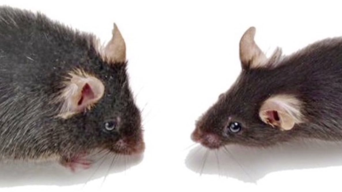 davidasinclair's tweet photo. Okay, this is a big deal: Vaccinations against aging work. Sure, it’s a proof-of-principle study in a rapidly aging mouse, but there’s little doubt this will be possible in us one day. Link👇1/3 https://t.co/79NNcXCGZZ