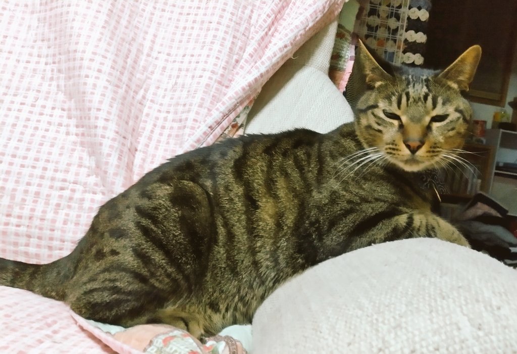 chomomo_mo's tweet photo. #猫 https://t.co/IjTWqu6T6U