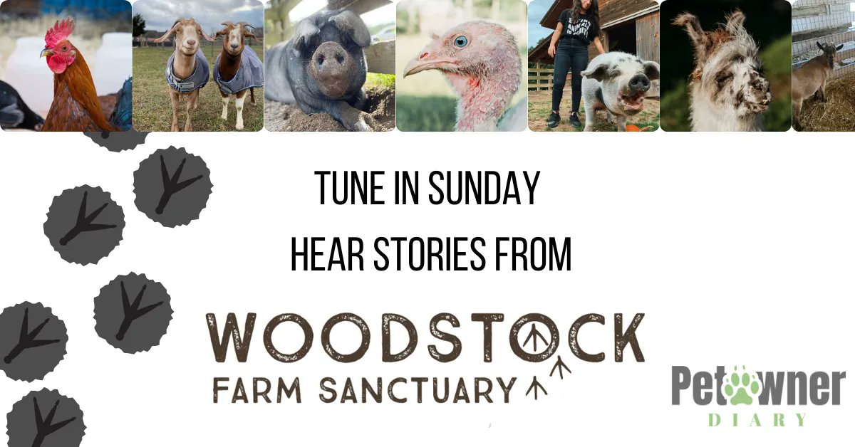 petownerdiary's tweet photo. We are very excited to learn all about the Woodstock Farm Sanctuary! #petownerdiary #petpodcast #rescue #farmlife https://t.co/vhYyG4xQjS