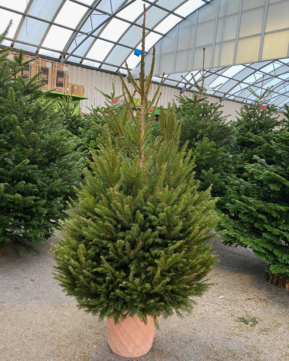 SuregrowGC's tweet image. Here at the garden centre, we&apos;re potty for our potted #SpruceTrees! 🤪 

Our pot grown trees are perfect to reuse every Christmas #Recycling

Do you like our #ChristmasTrees? 👇 

𝗦𝘂𝗿𝗲𝗹𝘆 the best #Chrismastrees are from Suregrow! ✅