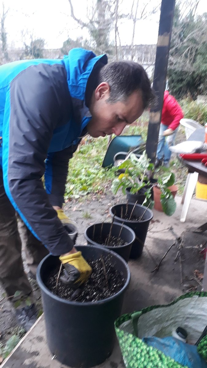 LetsGrowToBham's tweet photo. Collecting some #blackcurrant and #MagicCabbage cuttings to propagate on #ThePeoplesPlot with @IncredibleSurp and @fruitnutvillage. #MotherGardens #SellyOakNNS https://t.co/KBjSOgRrEu