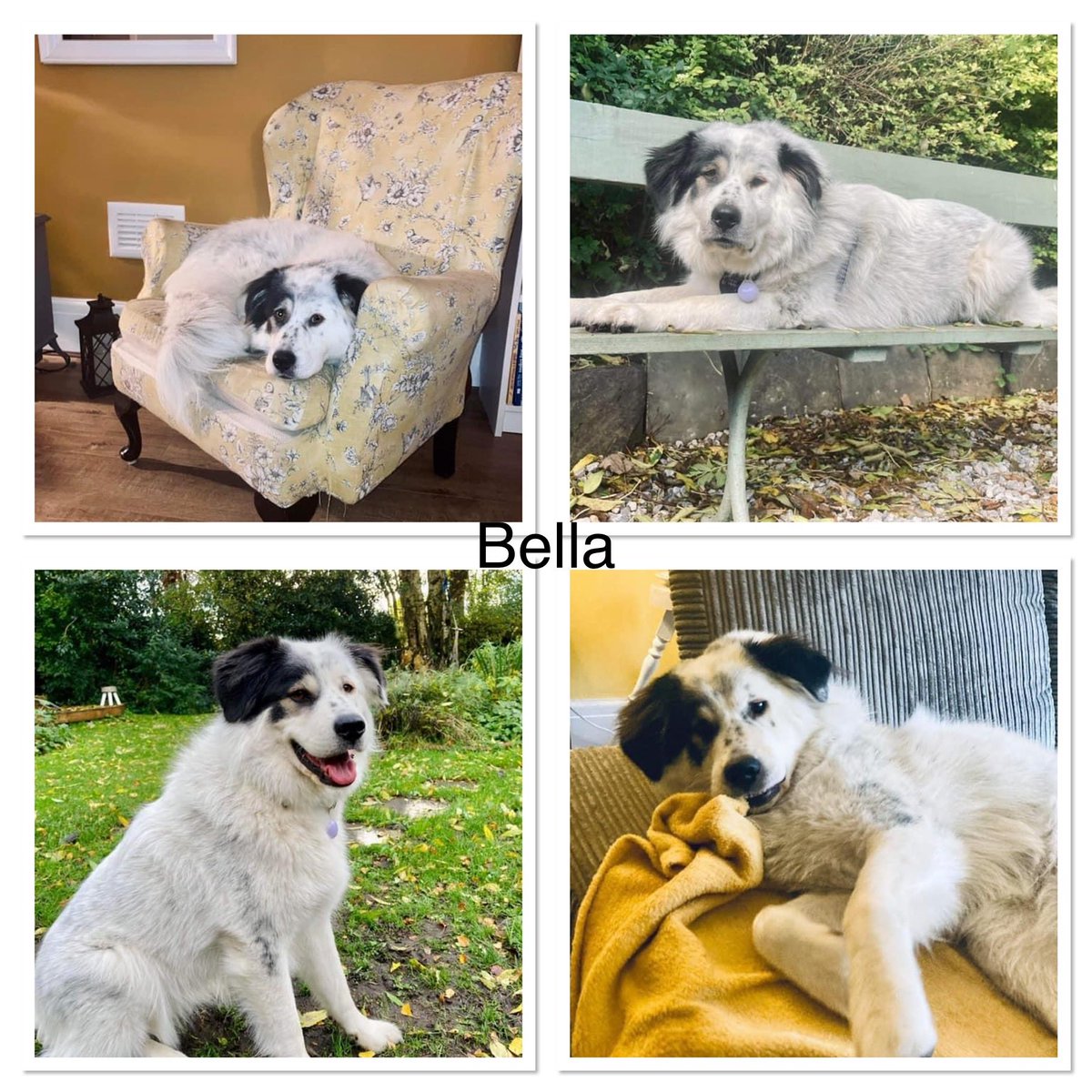CharlieBrinkle2's tweet photo. Hi Its Bella, I was wondering if U would be able to offer me a forever home-I am currently in a lovely foster home but I really would love my forever home - pls can it be with U Pls contact @SCGR_Rescue @SCGRR_UK_Dogs @scgrr_angels if U would like my info &amp; an adoption form🙏🤞❤️ https://t.co/w19EEHESCr