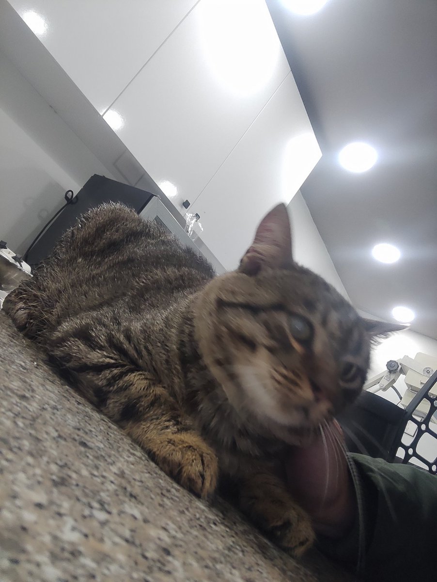 FipPakize's tweet photo. Bu haftalık eksik 135$=1873₺ (ilaç için)
Pansiyon: 700tl (haftalık ödeme)
Bakiyem ise 85tl
Bu güzel gözlüme destek olmak istemez misiniz?
Aylardır kapatamadığım bir ilaç borcu var, sokaktaki canlar hepimizin lütfen destek olun😭😭😭 https://t.co/MkPdL69vOl