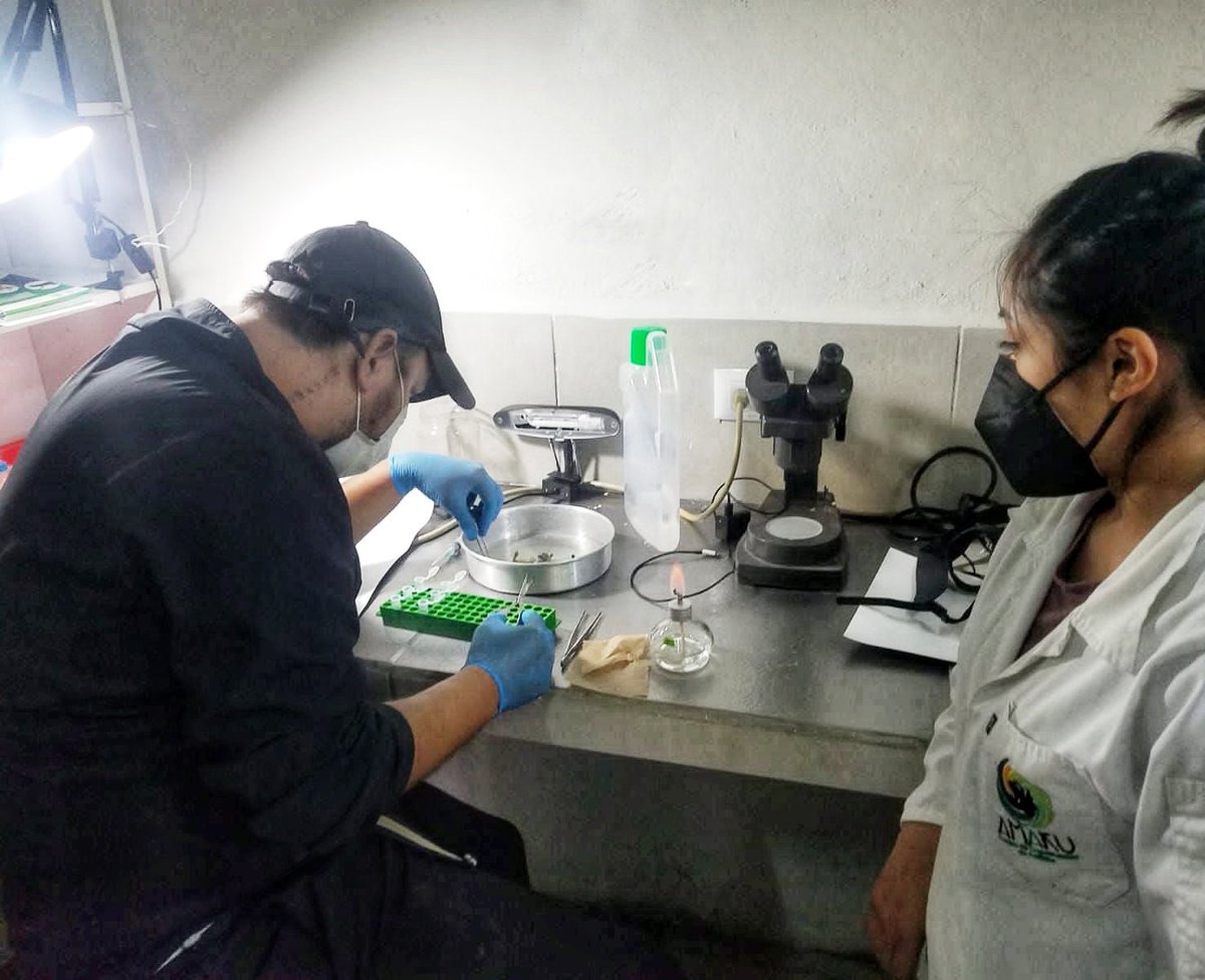 conser_Anfibios's tweet photo. Investigadores de la Universidad de IKIAM trabajando junto al CCA-Amaru en la secuenciación de genoma del Atelopus nanay, implementando un laboratorio portátil. 

Nuevos avances científicos para la conservación y monitoreo de anfibios amenazados. https://t.co/EezkXkQS23