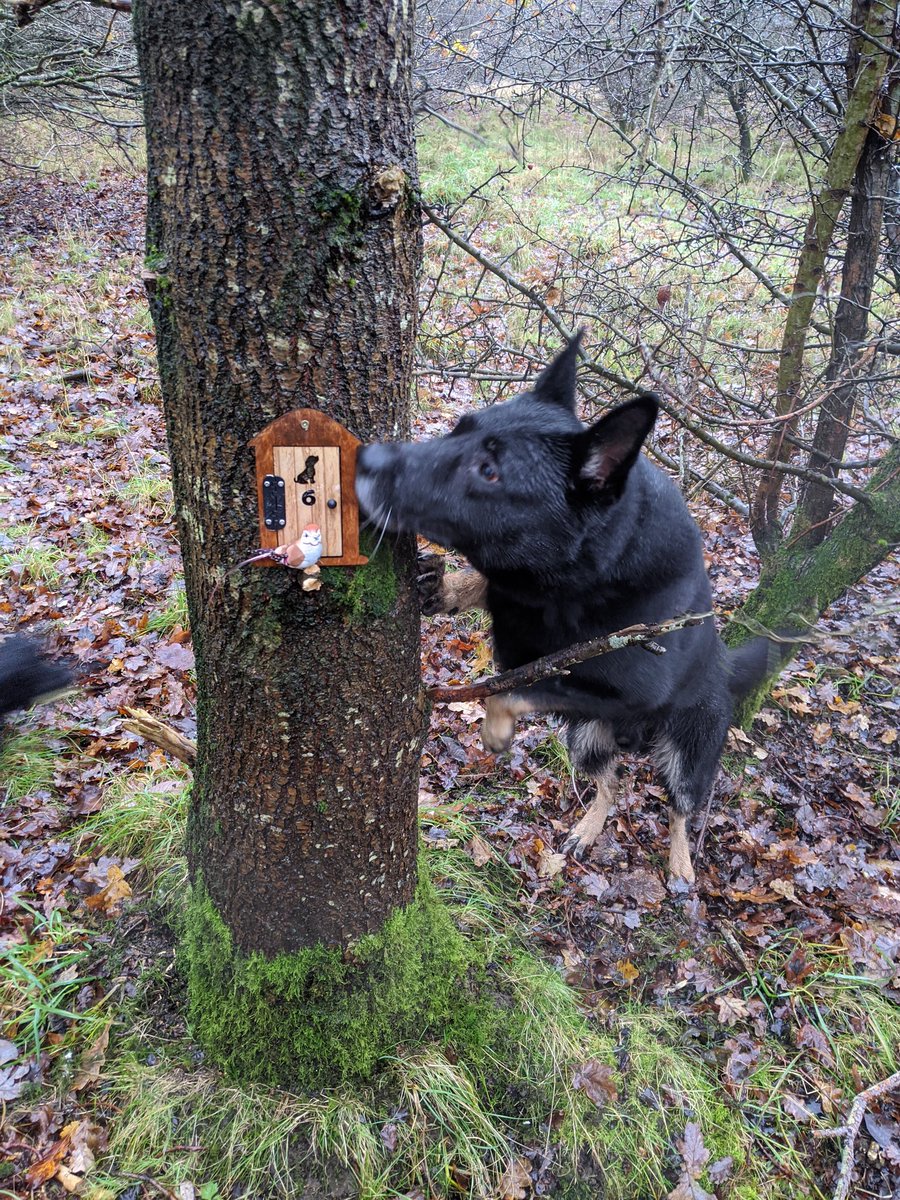 K9Scottish's tweet image. You know you have a search dog when he tells you there is a new addition to the woods he likes to walk in. 
Pollok Pooches Dog Walking #PDBodie found your fairy hunt🥰. He is going to bring back Mini Chaos as she will love this 🥰
#LovelyIdea
#FunInTheWoods