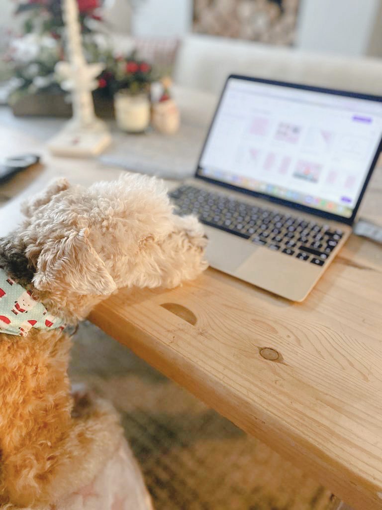 My assistant is sleeping on the job #lakelandterrier #bertieandmolly