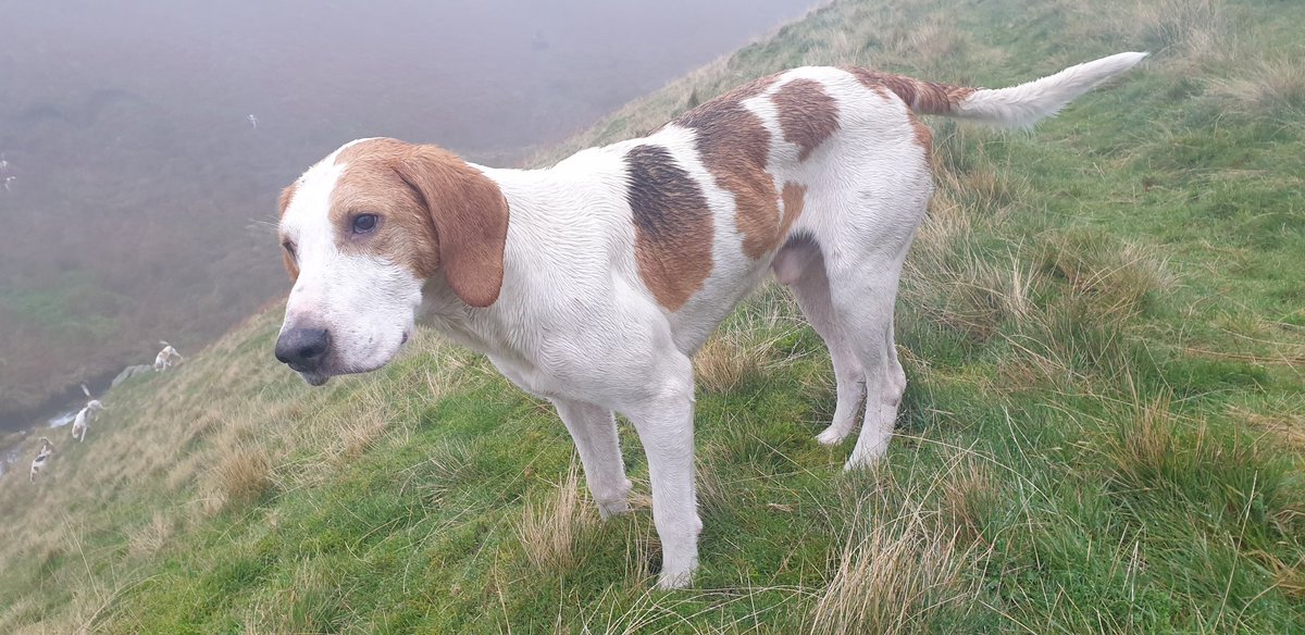 BaldyDavitt's tweet photo. #fellhound https://t.co/XjqsYHzzjm