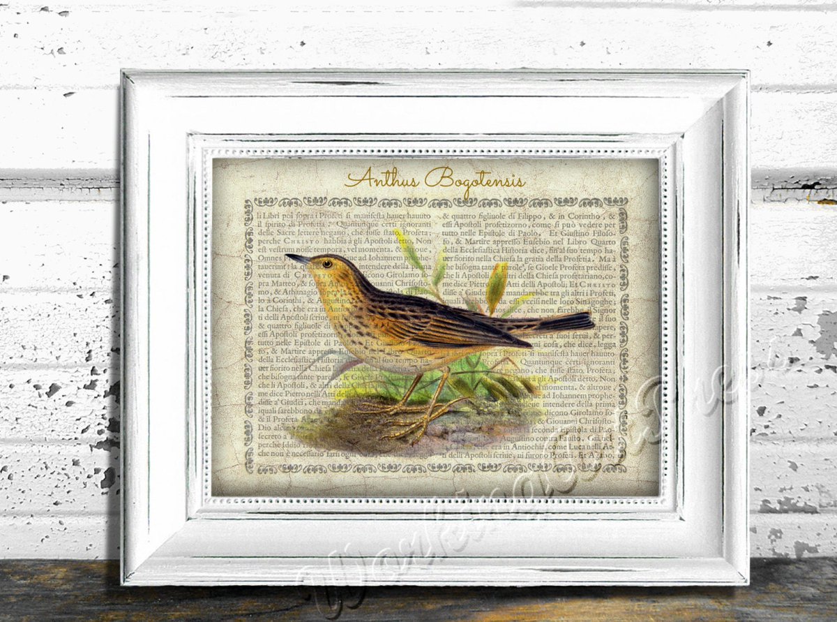 UpWorxGraphix's tweet photo. Printable bird lithograph print 10 X 13 ornithological poster ANTHUS BOGOTENSIS. Aves collection. Digital download https://t.co/HB7F2dNdI4 #Etsy #UpWorxGraphix #DigitalPrintable https://t.co/Zax2QgU3zs