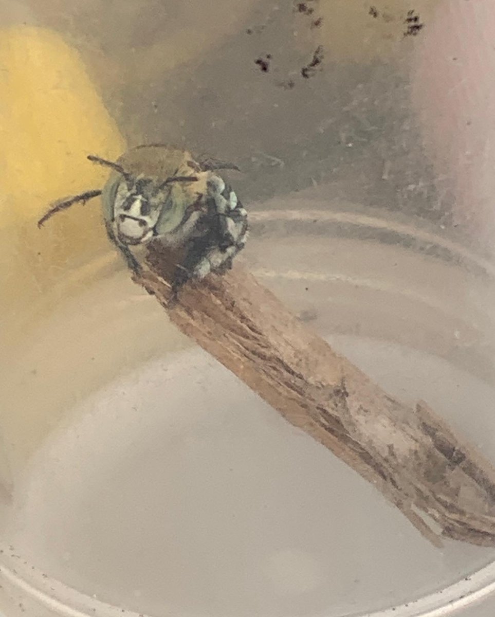 BeeBabette's tweet photo. Female Amegilla (Notomegilla) chlorocyanea
To learn how to ID bees refer to A Crash Course in Native Bee Taxonomy; email me at kitprendergast21@gmail.com for a copy
#BuzzPollinator #BeeBabette #Amegilla #westernaustralia #bluebandedbee #flowers #summertime https://t.co/zrJMVB6cgB